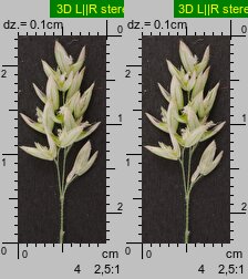 Holcus lanatus (kłosówka wełnista)