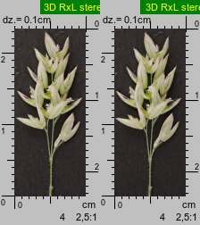 Holcus lanatus (kłosówka wełnista)
