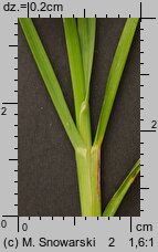 Poa remota (wiechlina odległokłosa)