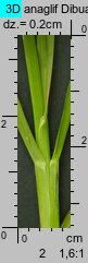 Poa remota (wiechlina odległokłosa)