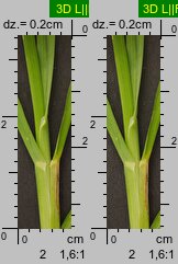 Poa remota (wiechlina odległokłosa)