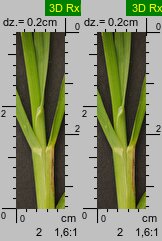 Poa remota (wiechlina odległokłosa)