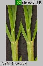 Poa remota (wiechlina odległokłosa)
