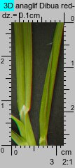 Poa remota (wiechlina odległokłosa)
