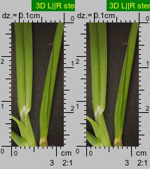 Poa remota (wiechlina odległokłosa)