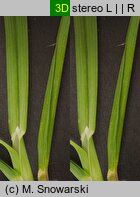 Poa remota (wiechlina odległokłosa)