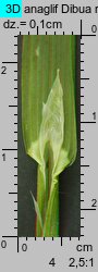 Poa remota (wiechlina odległokłosa)
