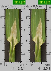 Poa remota (wiechlina odległokłosa)