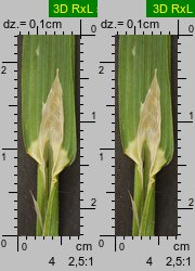 Poa remota (wiechlina odległokłosa)