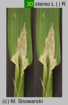 Poa remota (wiechlina odległokłosa)
