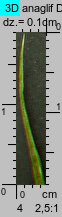 Poa remota (wiechlina odległokłosa)