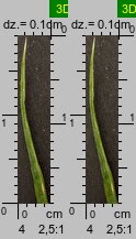 Poa remota (wiechlina odległokłosa)