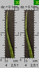 Poa remota (wiechlina odległokłosa)