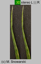 Poa remota (wiechlina odległokłosa)