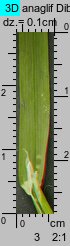 Poa remota (wiechlina odległokłosa)