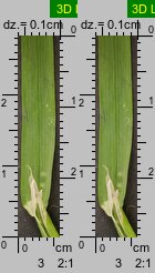 Poa remota (wiechlina odległokłosa)