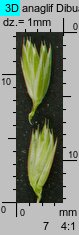 Poa remota (wiechlina odległokłosa)