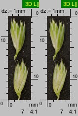 Poa remota (wiechlina odległokłosa)