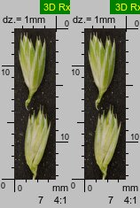Poa remota (wiechlina odległokłosa)