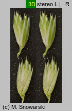 Poa remota (wiechlina odległokłosa)