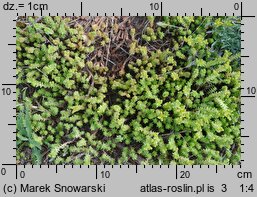 Sedum sexangulare (rozchodnik sześciorzędowy)
