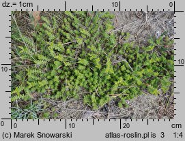 Sedum sexangulare (rozchodnik sześciorzędowy)