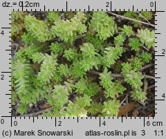 Sedum sexangulare (rozchodnik sześciorzędowy)