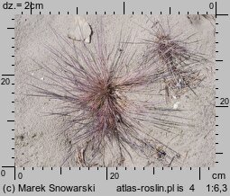 Corynephorus canescens (szczotlicha siwa)