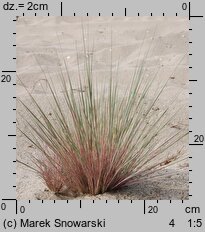 Corynephorus canescens (szczotlicha siwa)