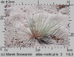 Corynephorus canescens (szczotlicha siwa)