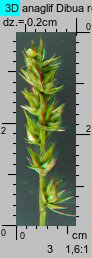 Carex spicata (turzyca ściśniona)