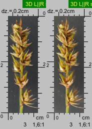 Carex spicata (turzyca ściśniona)