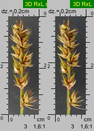 Carex spicata (turzyca ściśniona)