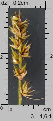 Carex spicata (turzyca ściśniona)