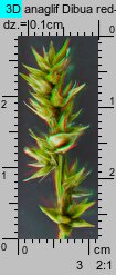 Carex spicata (turzyca ściśniona)