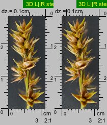Carex spicata (turzyca ściśniona)