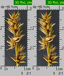 Carex spicata (turzyca ściśniona)
