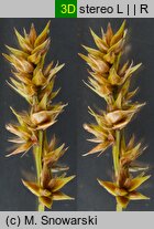 Carex spicata (turzyca ściśniona)