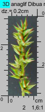 Carex spicata (turzyca ściśniona)