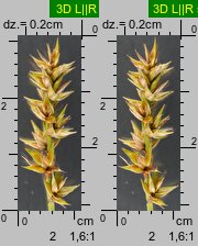 Carex spicata (turzyca ściśniona)