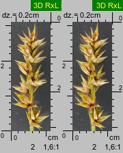 Carex spicata (turzyca ściśniona)