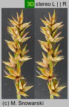 Carex spicata (turzyca ściśniona)