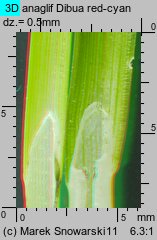 Carex spicata (turzyca ściśniona)