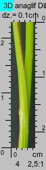 Carex spicata (turzyca ściśniona)