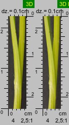 Carex spicata (turzyca ściśniona)