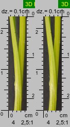 Carex spicata (turzyca ściśniona)