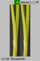 Carex spicata (turzyca ściśniona)