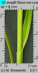 Carex spicata (turzyca ściśniona)