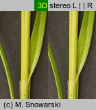 Carex spicata (turzyca ściśniona)