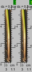 Carex spicata (turzyca ściśniona)